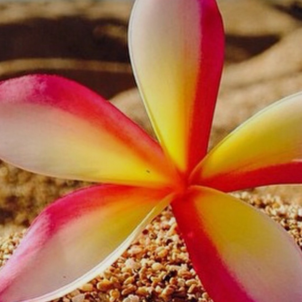 Meaggymermaid Creations 