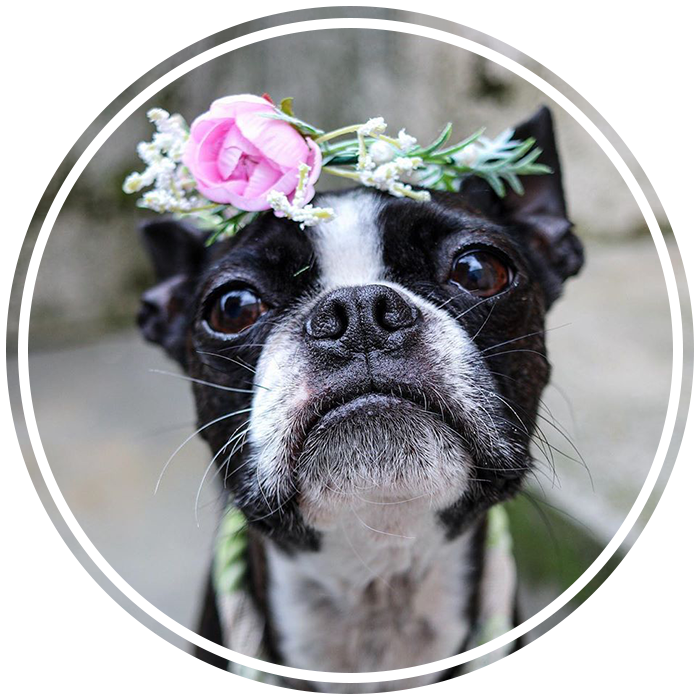 Chevy the Boston
