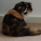 Frohnatur_73, Germany