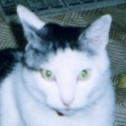 chobinyan2006, Japan