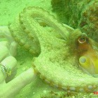 rainbowscuba, United States of America