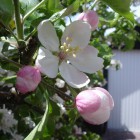 laurajoh, Netherlands