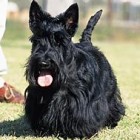 JennyH2dogs, Australia