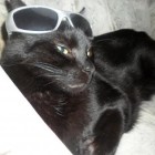 Schreibkatze, Germany