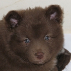 LianaZ, United States of America