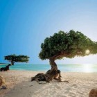 arubakids, Aruba