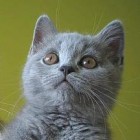 atielandman, Netherlands