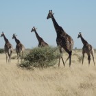 rita-postcrossing, Netherlands