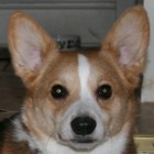 CorgiGirl, United States of America