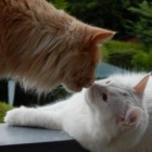 Moonlight1978, Germany