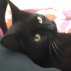 Subira, Austria