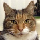 acornishmaidinzelah, United Kingdom