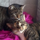 nearlyperfect, Germany