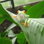 TicoManudo, Costa Rica