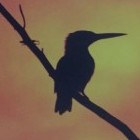 afrique, United States of America