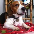 simonchito, Colombia