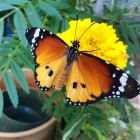 Amber_1906, Mauritius