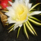 Jelissa_18, Mauritius