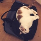 TravelCat, Germany