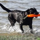 Blackpannter, Åland Islands