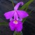 purpleorchid, Belize