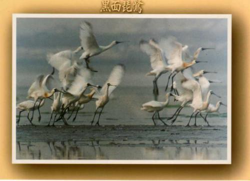 Black-faced spoonbill