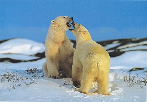 Canada - Polar bears at Churchill, Manitoba