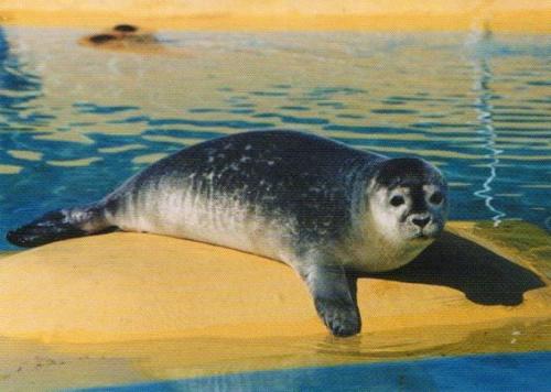 Harbor seal at Sealife