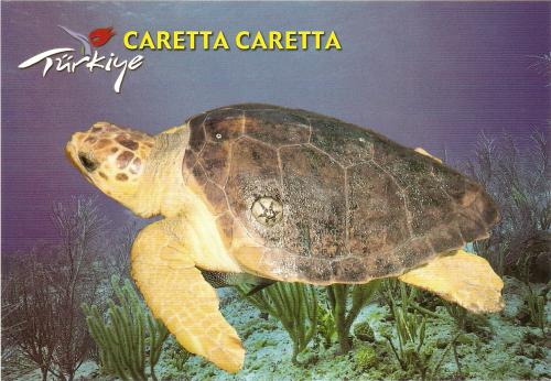 Turtle, Caretta caretta