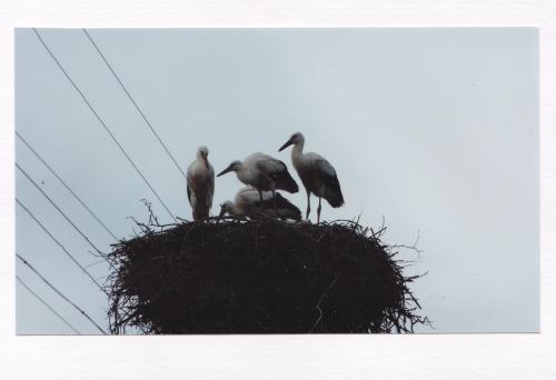 Storks