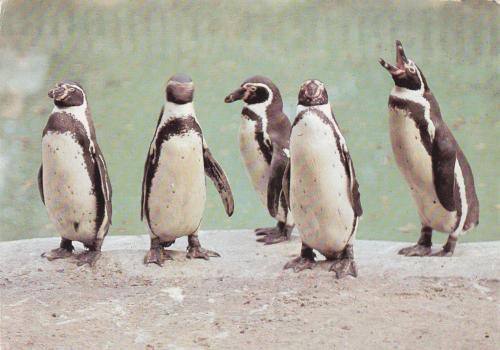 Humboldt Penguin (Spheniscus humboldti)