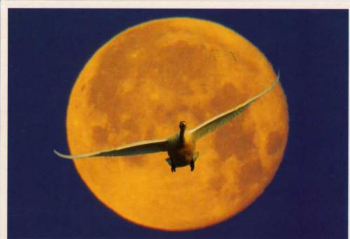 Swan flying at the moonlight