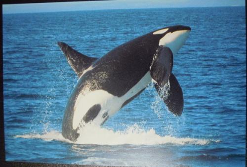 Orca whale