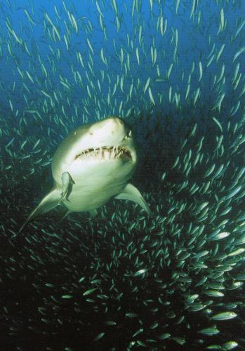 "Shark attack" by Pölzer