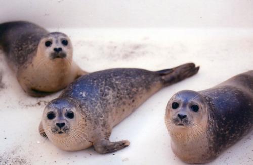 Seals