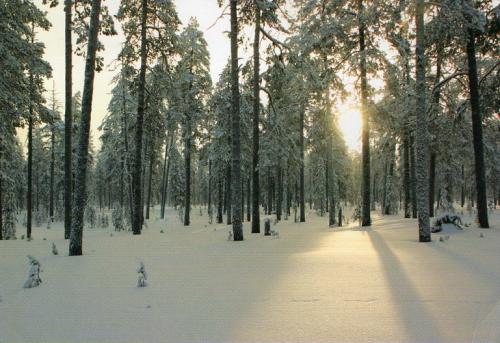 Snowy forest at Arkhangelsk region
