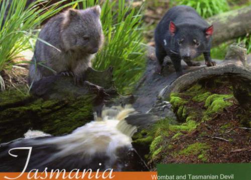 Wombat and the Tasmanian devil