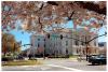 Cherry Blossom, Macon, Georgia