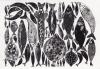 Fishes, 2013, by Alice Pattullo