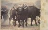 African Buffalo Herd