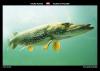 Pike