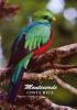 Quetzal 
Costa Rica 